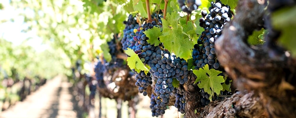 Winery Italy